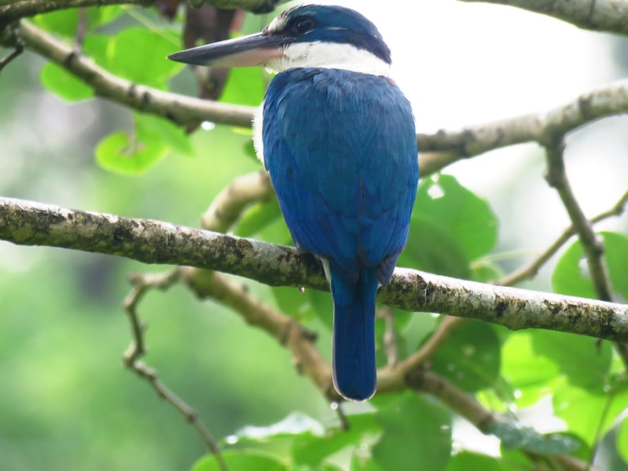 blue and white Kingfisher bird perching on tree branch during daytime, HD wallpaper