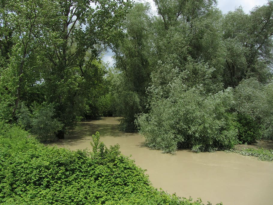 High Water, River, Tree, Landscape, brown, green color, nature HD wallpaper