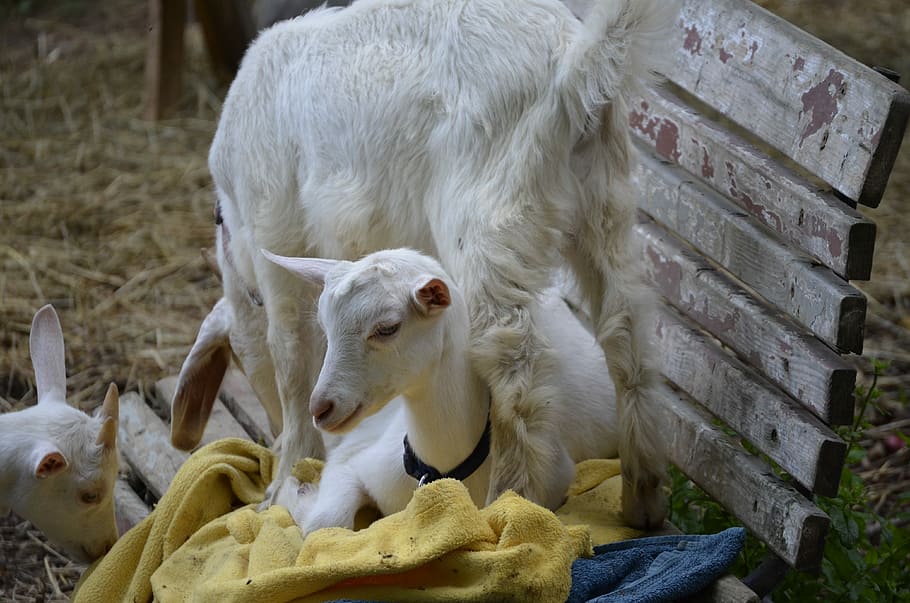 Goat, Kitz, Cute, Meadow, Young Animal, animal world, kid, no people HD wallpaper