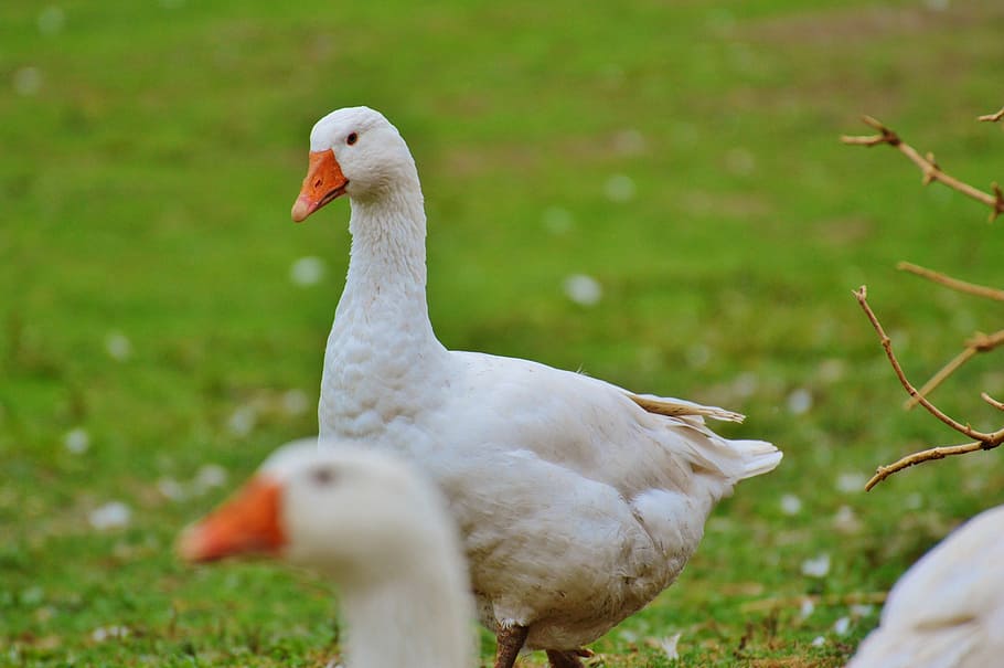 geese, white, cute, plumage, animal, domestic goose, nature, HD wallpaper