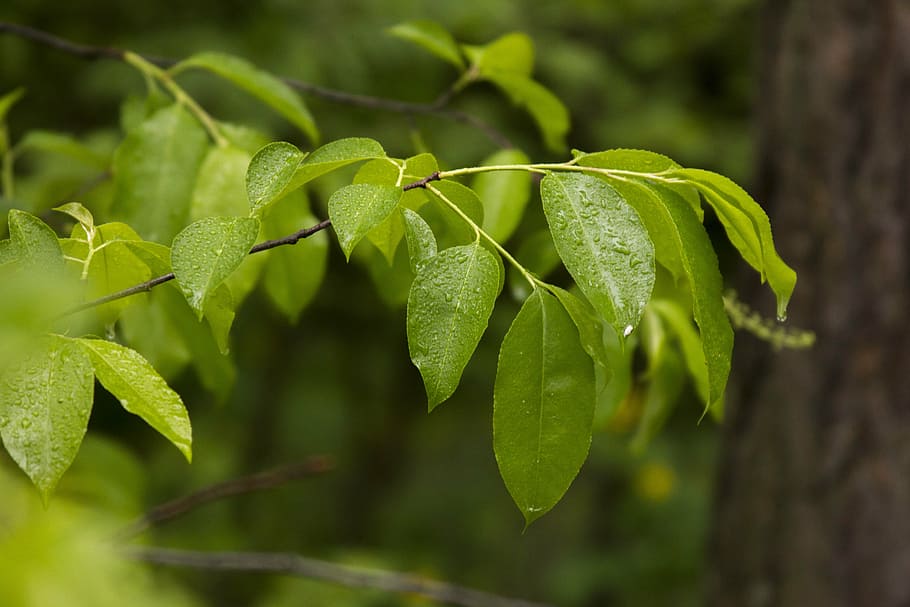 sheet, green, forest, nature, green leaves, green leaf, plant HD wallpaper