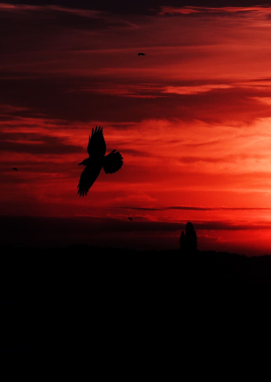east, sunset, red, birds, sunrise, sunshine, sky, silhouette HD wallpaper