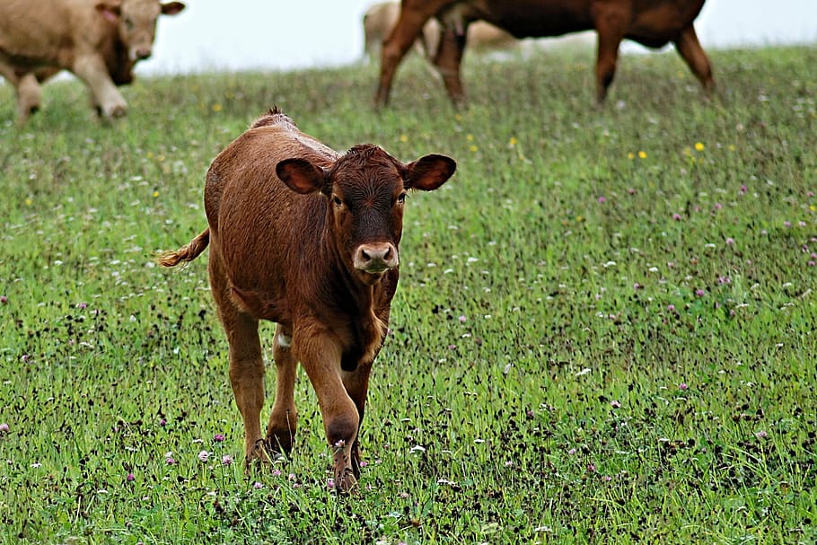 photography of brown cow standing on green grass, calf, feast HD wallpaper