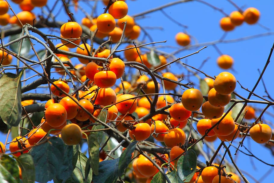 natural, fruit trees, persimmon, orange fruit, healthy eating, HD wallpaper