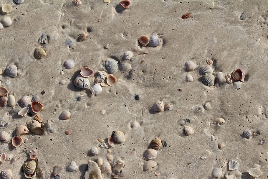 sand, shells, water, vacation, seashell, marine, beach, texture HD wallpaper