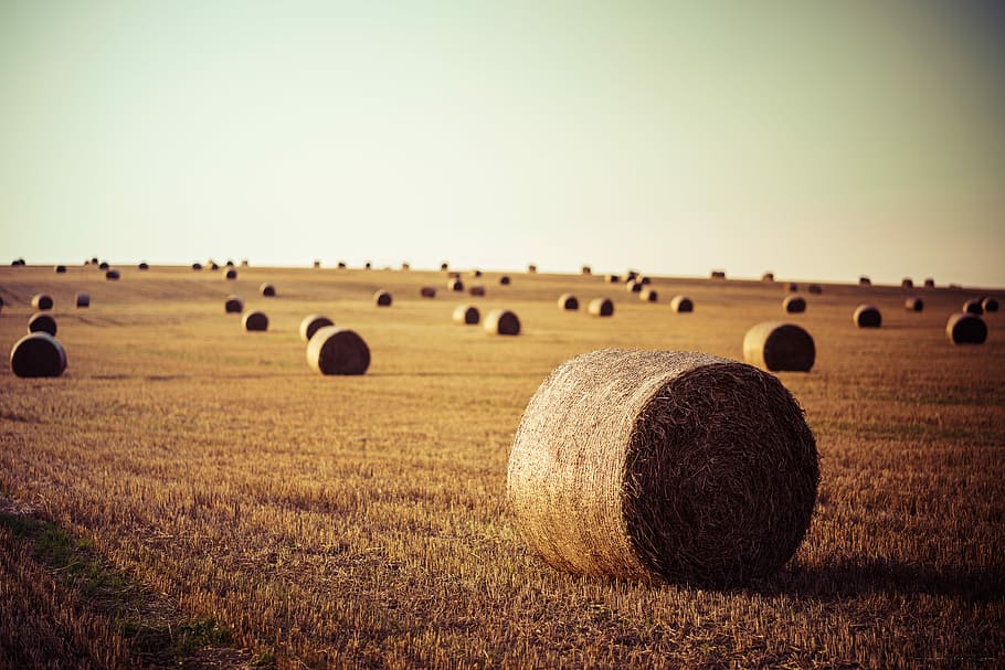 Hay Bales, hay lot under blue sky, field, meadow, haybale, straw HD wallpaper