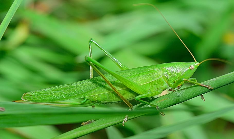 insect, grasshopper, antenna, nature, lobster, macro, leaf HD wallpaper