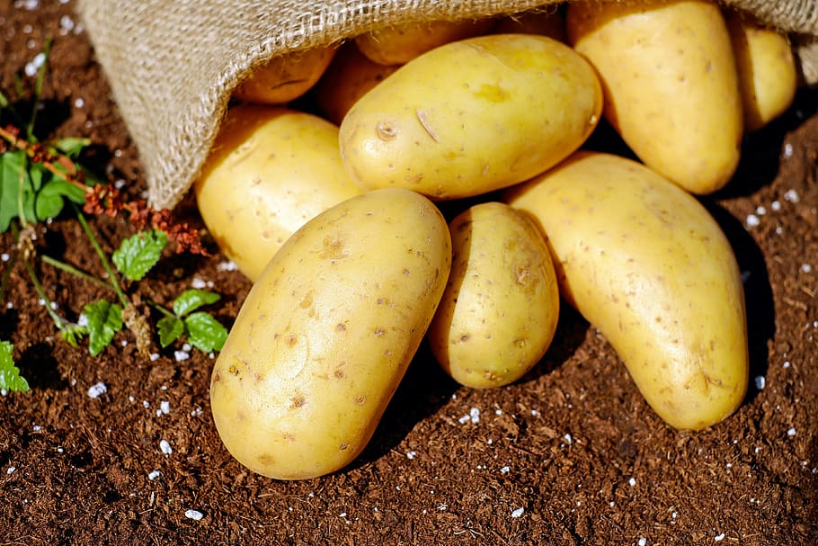 bunch of potato on brown soil, potatoes, vegetables, erdfrucht HD wallpaper
