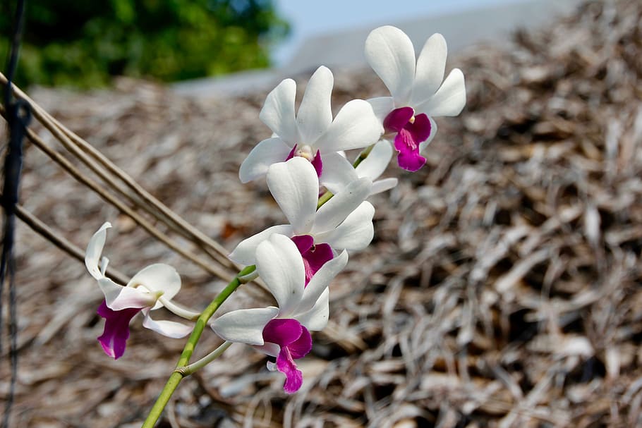Orchids, Blossom, Bloom, Flower, Plant, nature, wild orchid HD wallpaper