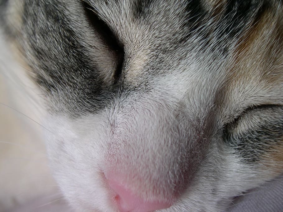 gata, sleeping, eyes, closed, face, rest, dream, hairy, mammal HD wallpaper