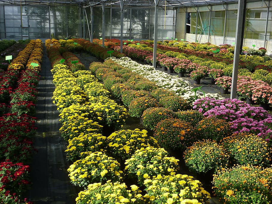 greenhouse, horticulture, chrysanthemum, color, plant, growth, HD wallpaper