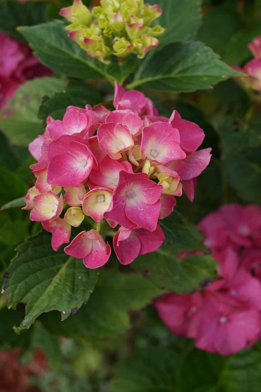 hydrangea, flowers, nature, purple, spring, plant, garden, summer HD wallpaper