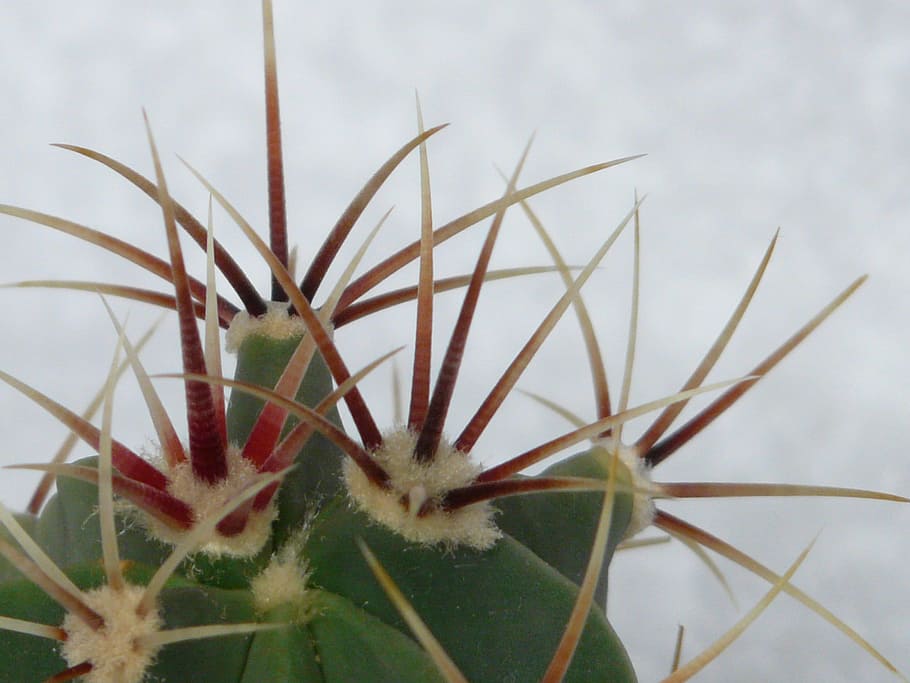 Spur, Cactus, Ferocactus Latispinus, cactus greenhouse, cactaceae HD wallpaper