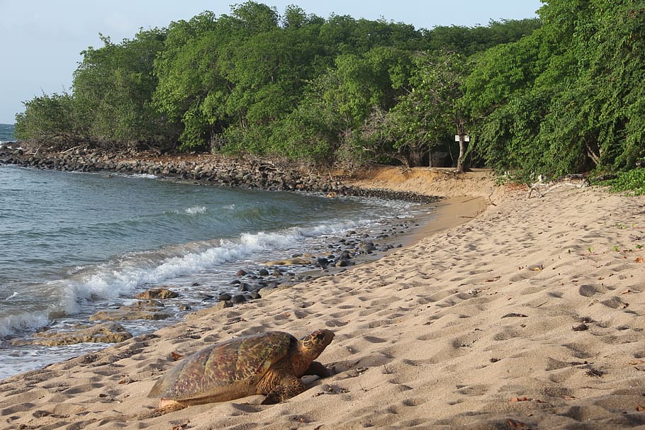 Guadeloupe, High-Land, Beach, turtule, sea, shore, animal, matine, HD wallpaper