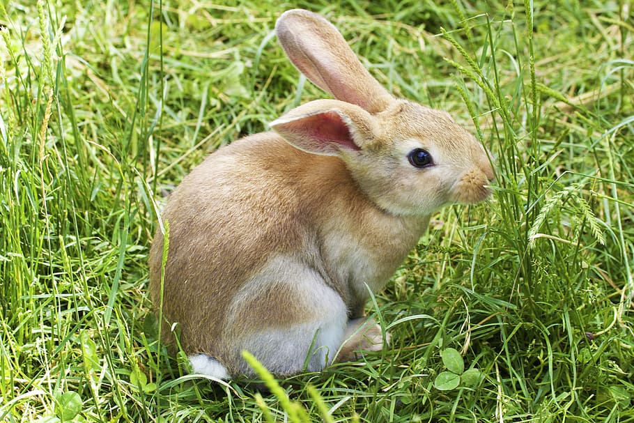 brown rabbit surrounded by green grass, bunny, easter, cute HD wallpaper