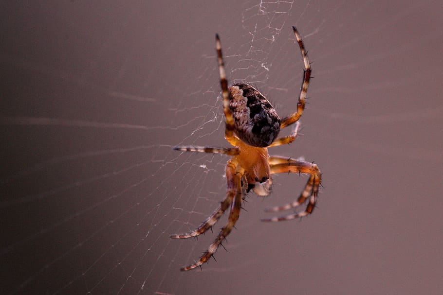 Garden Spider, Araneus Diadematus, cobweb, spider macro, close, HD wallpaper