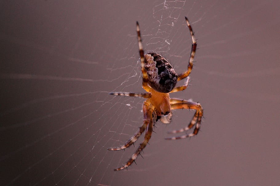 araneus diadematus size