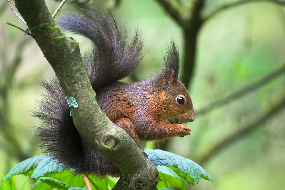 brown squirrel on green tree branch, park, nature, animal, nager HD wallpaper
