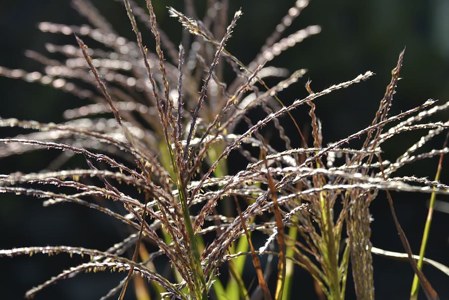 nature, plant, grass, summer, close up, close-up, growth, focus on foreground HD wallpaper