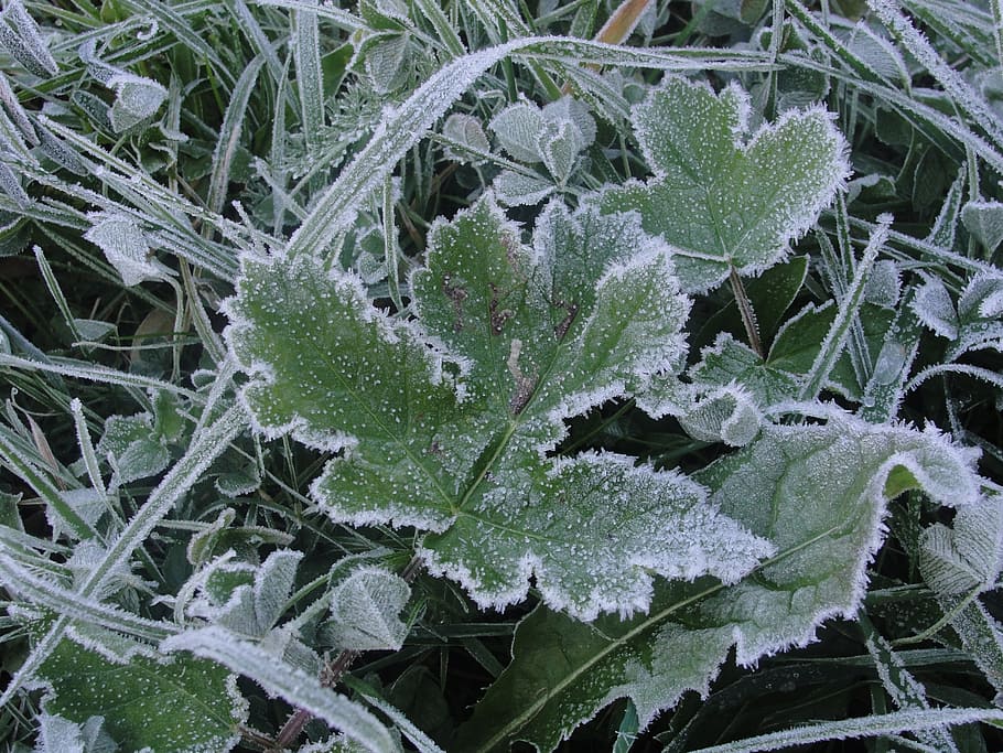 frost, leaf, winter, cold, frozen, frozen leaf, frosty, nature HD wallpaper