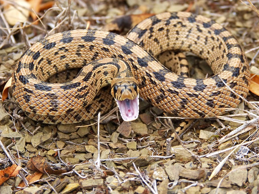 brown snake, threat, mountain, eight, animal themes, animal wildlife HD wallpaper
