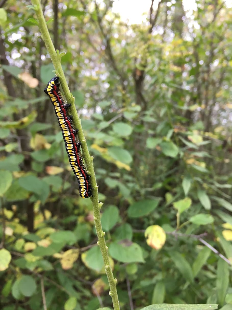 caterpillar, forest, worm, green, leaf, plant, growth, green color HD wallpaper