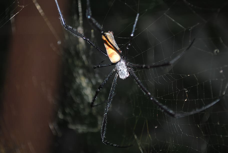spider, spider insect, spiderweb, trap, spider web, fragility HD wallpaper