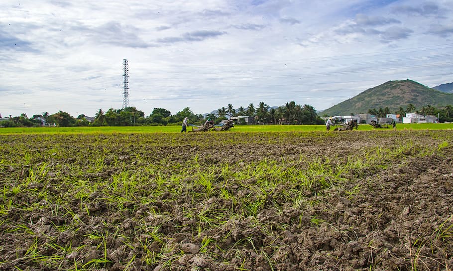 farm, paste, plough, paddy field, home, page, write, male, land HD wallpaper