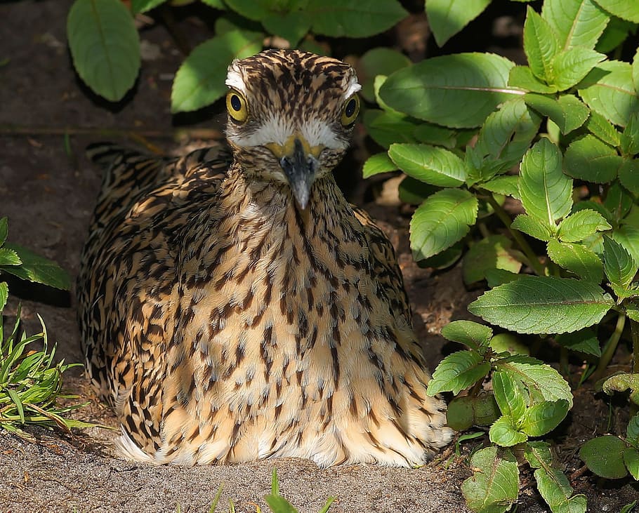 bird, mother bird, hatching, attention, watch, vigilant, animal HD wallpaper