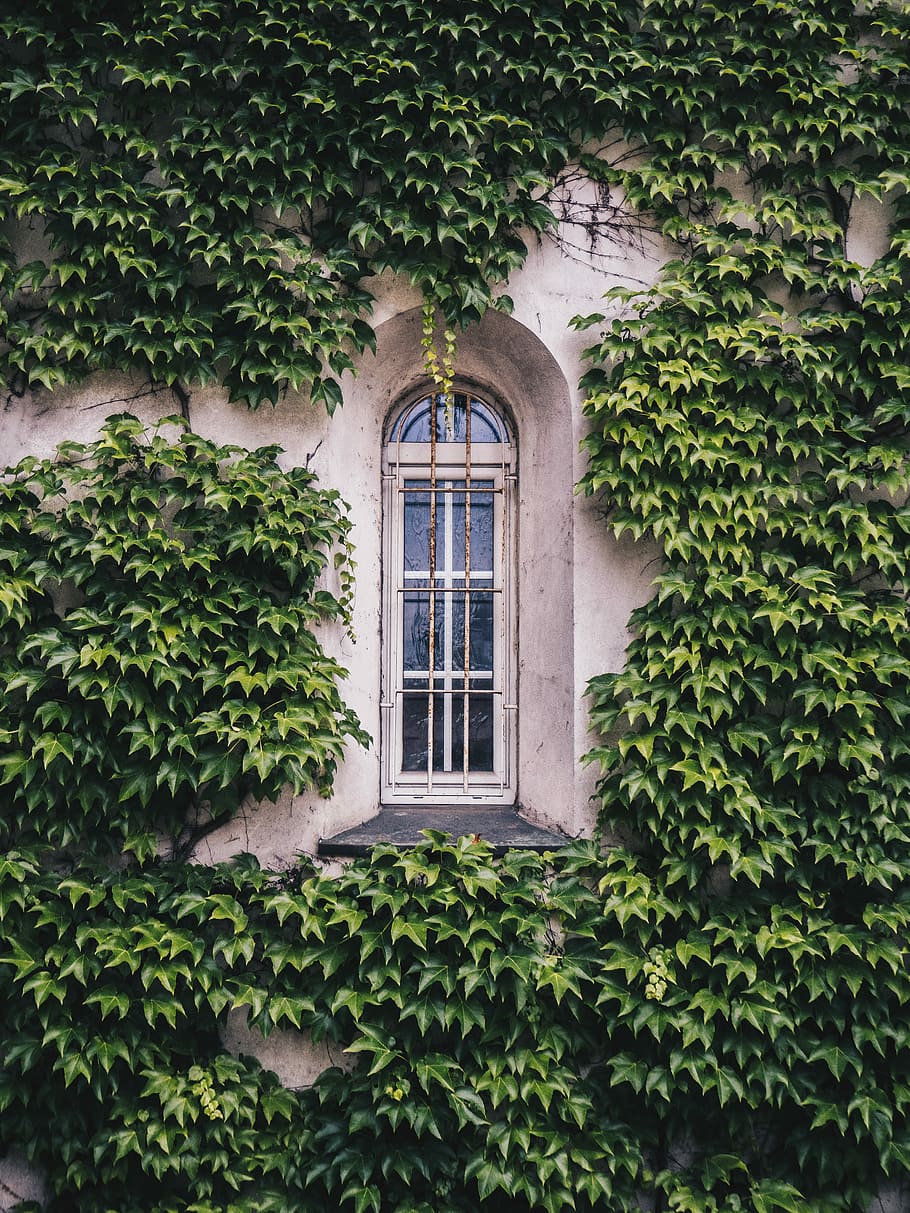 house covered with vines, glass window surrounded by plants, church