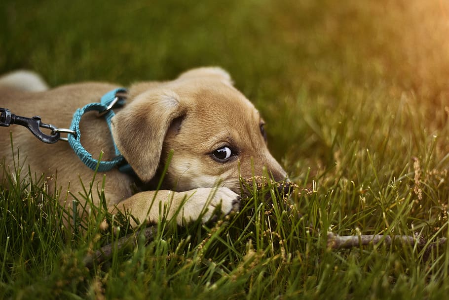 shallow focus photography of puppy lying on green grass, Happiness is a warm puppy