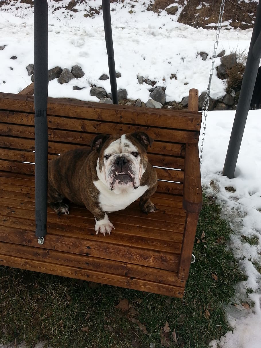 swing, winter, weather, fun, outdoor, english bulldog, breed HD wallpaper