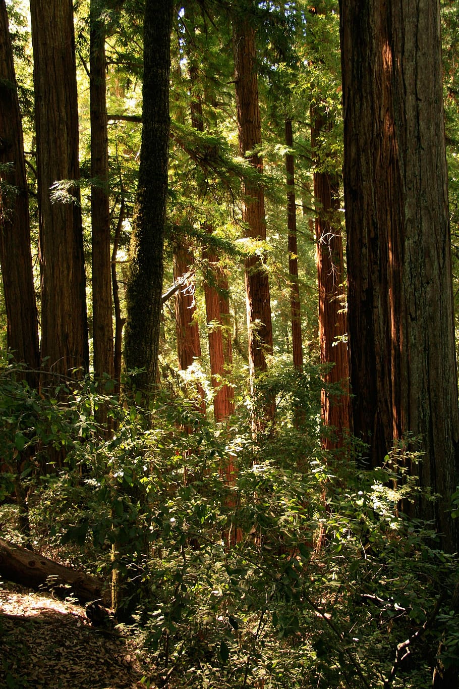 giant, redwood, trees, california, organic, agriculture, outdoors, HD wallpaper