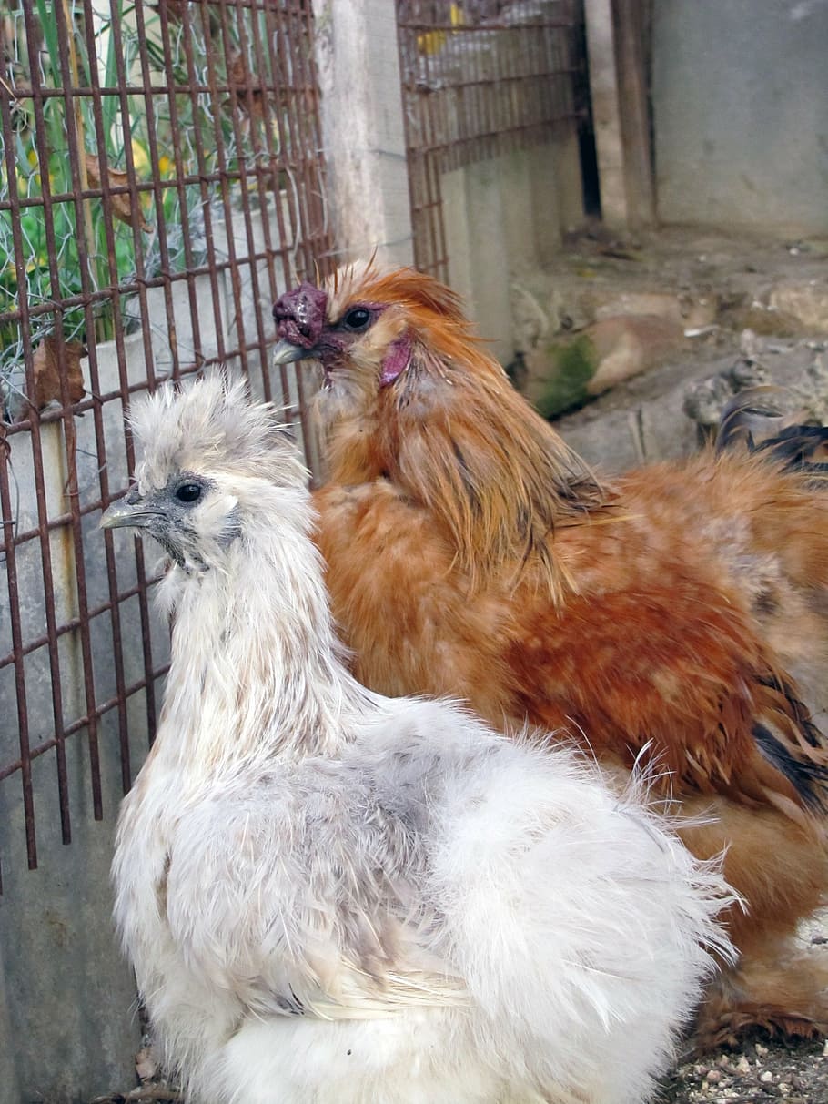hen, bird, cage, mammal, animal themes, pets, domestic animals HD wallpaper
