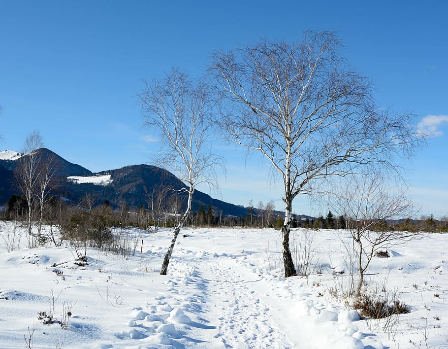 winter, snow, tree, individually, birch, cold, landscape, wintry HD wallpaper