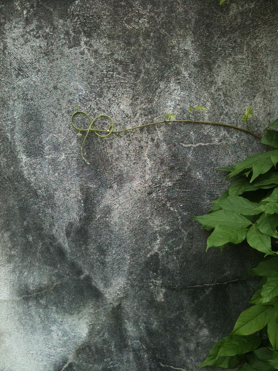 Vine, Curl, Wall, Tendril, grey, isolated, lonely, leaves, knot, HD wallpaper
