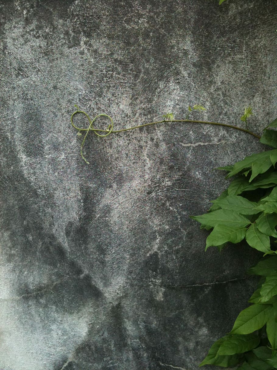 Vine, Curl, Wall, Tendril, grey, isolated, lonely, leaves, knot HD wallpaper