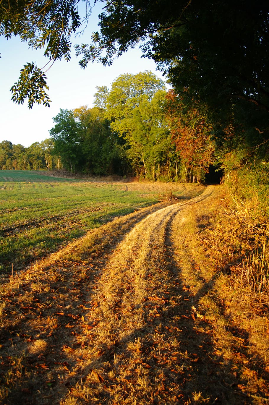 nature fields, agriculture, tree, plant, landscape, tranquility HD wallpaper