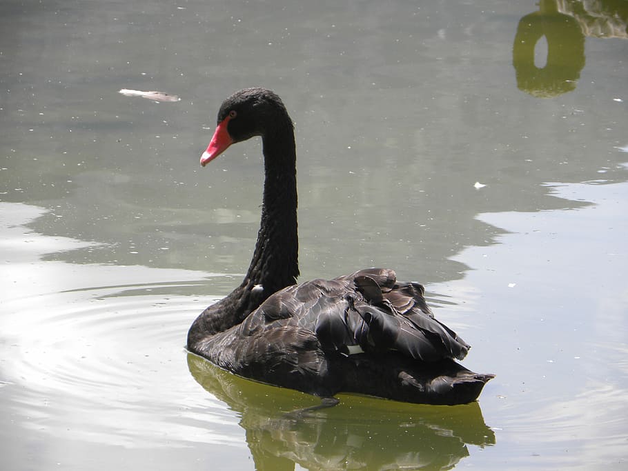 swan, nero, pond, water, animals in the wild, animal themes HD wallpaper