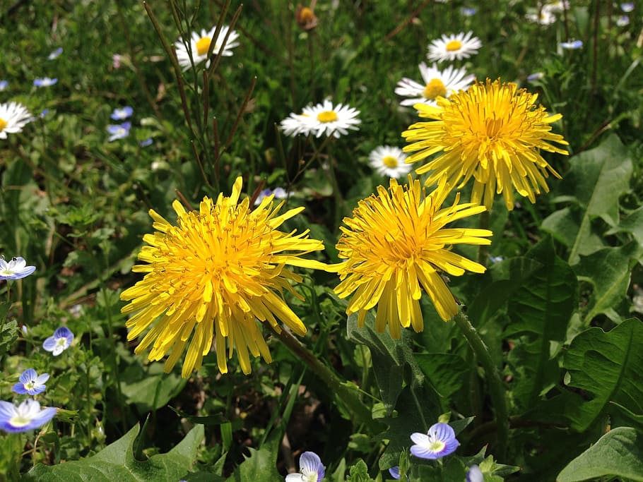 flower, yellow, nature, flowering plant, freshness, fragility HD wallpaper