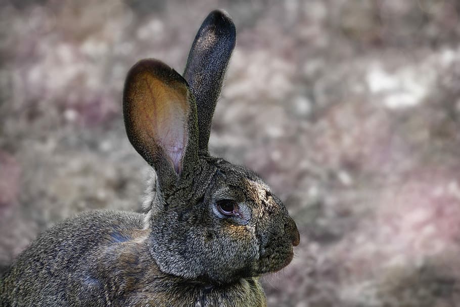 gray hare selective focal photo, long eared, rodent, pet, ears HD wallpaper