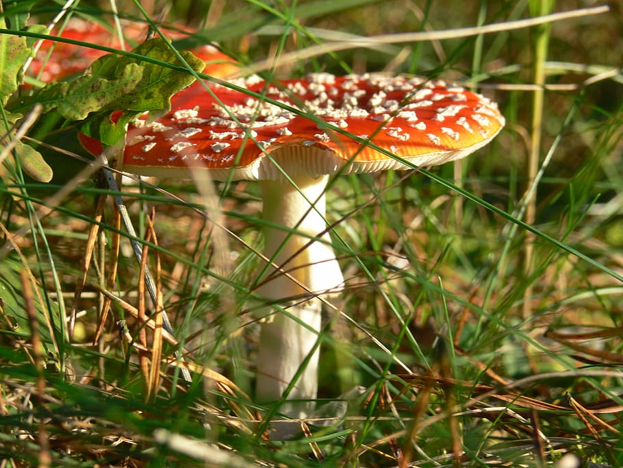 toadstool, mushroom, nature, poisonous, toxic, color, danger HD wallpaper