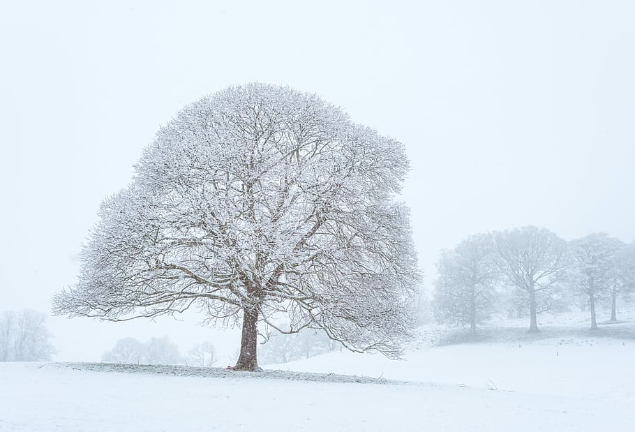 Standing in the Cold, white tree, snow, winter, snowing, cloudy HD wallpaper