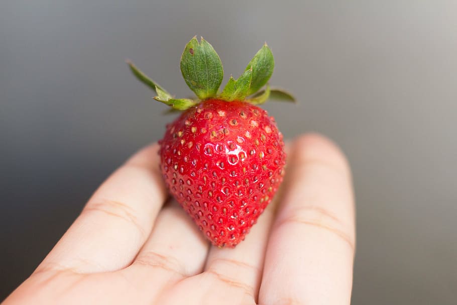 person holding strawberry, palm, hand, red, fruit, seed, food HD wallpaper