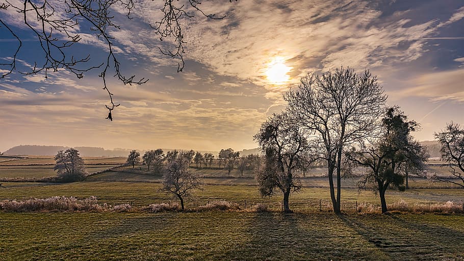 bare tree during golden hour, wintry, winter, cold, sunrise HD wallpaper