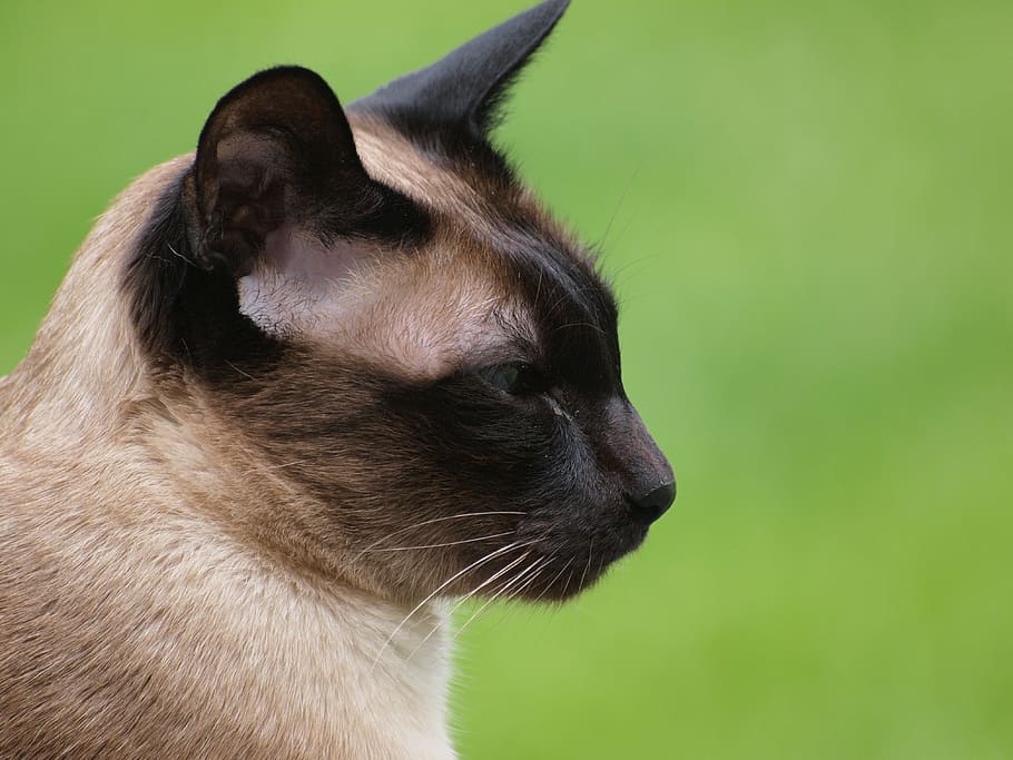 charming, looking for, animals, pets, a little, fur, cat, curiosity HD wallpaper