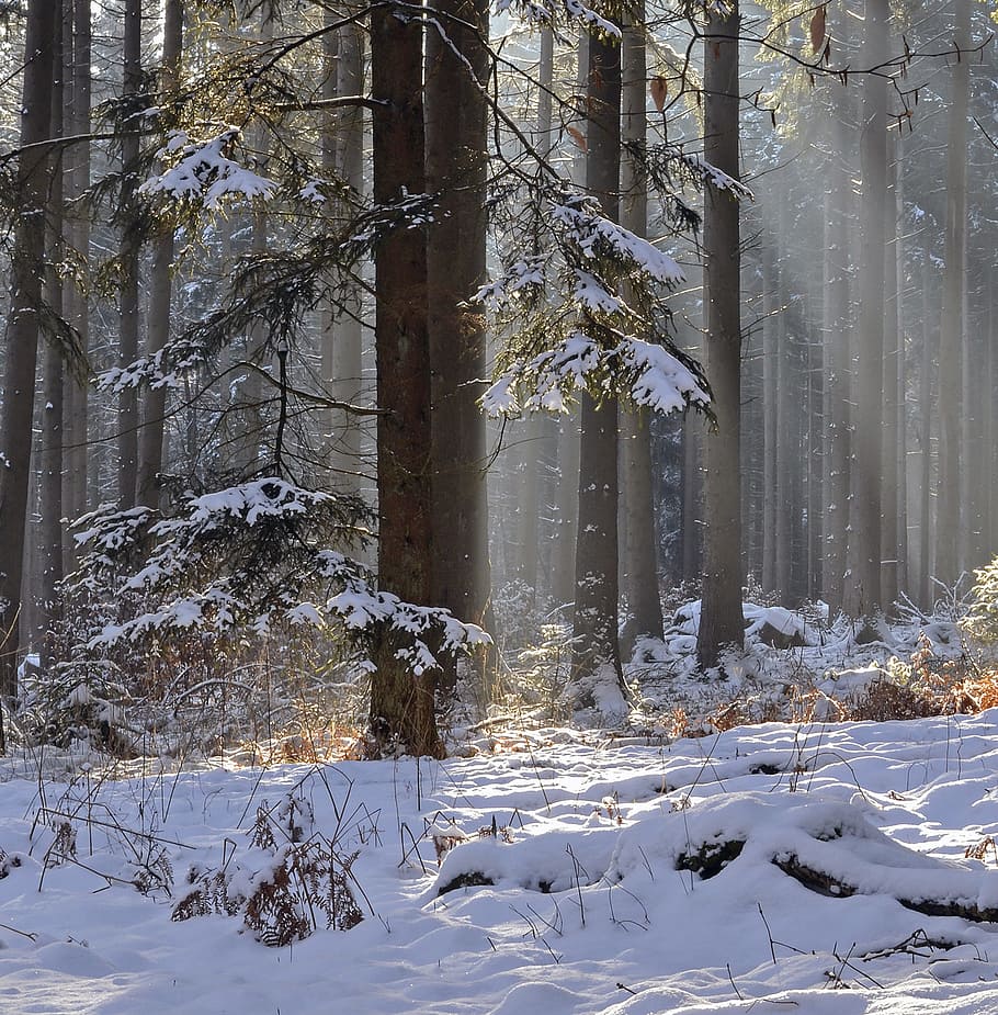 snow covered forest, winter, cold, frost, season, tree, wood HD wallpaper