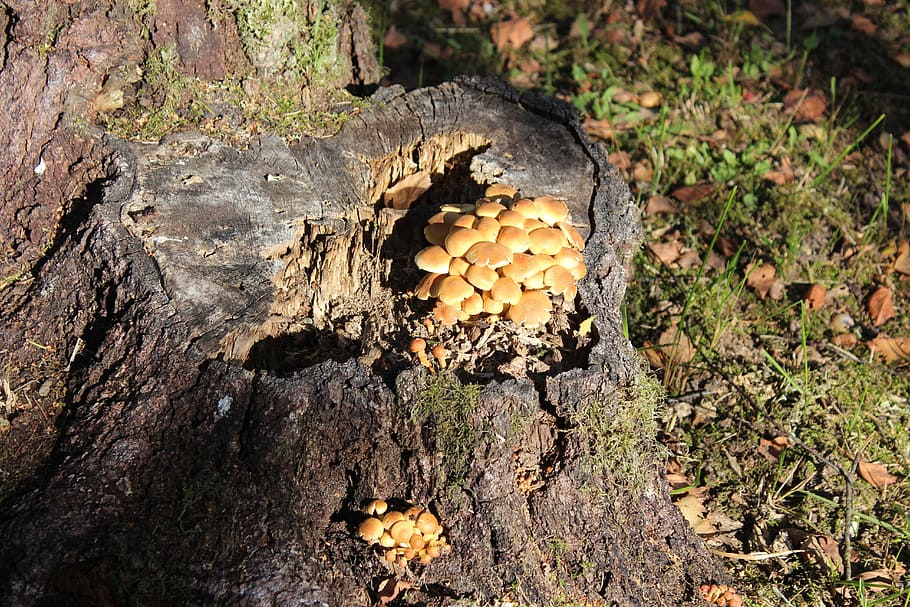 Mushroom, Autumn, Forest, mushrooms, disc fungus, nature, tree, HD wallpaper