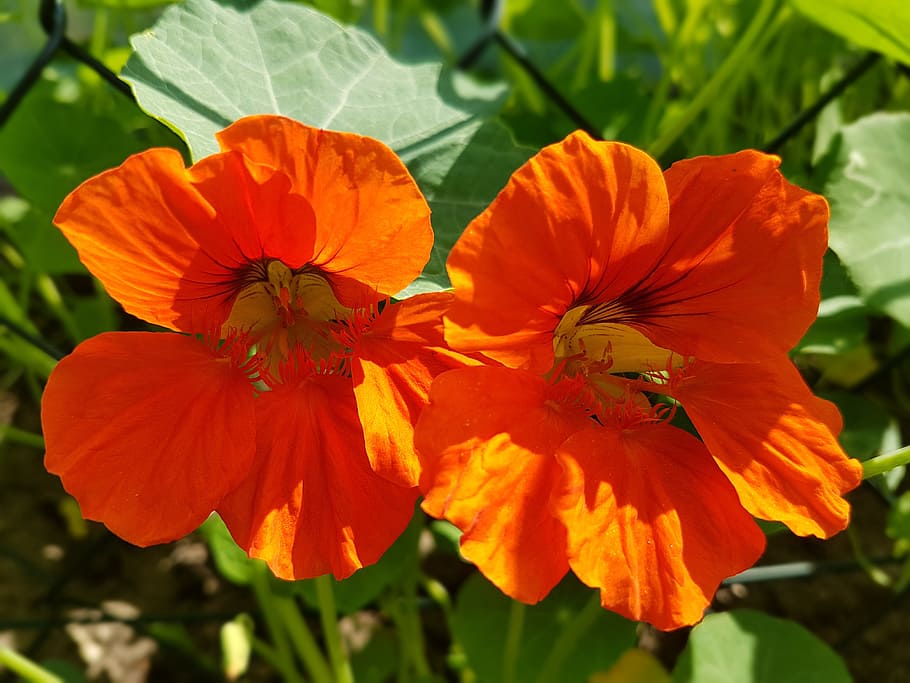 Nasturtium, Flowers, Summer, plant, orange color, petal, leaf HD wallpaper