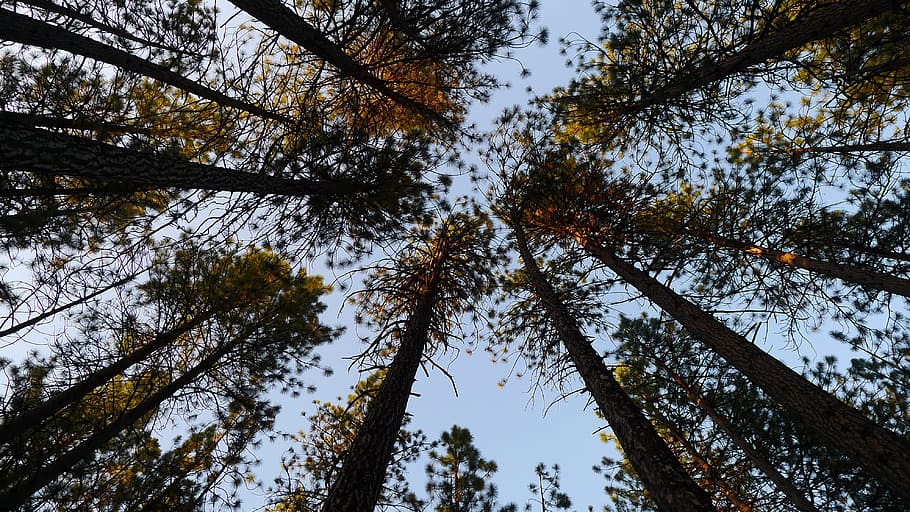 trees, pine trees, sky, tree background, plant, low angle view HD wallpaper